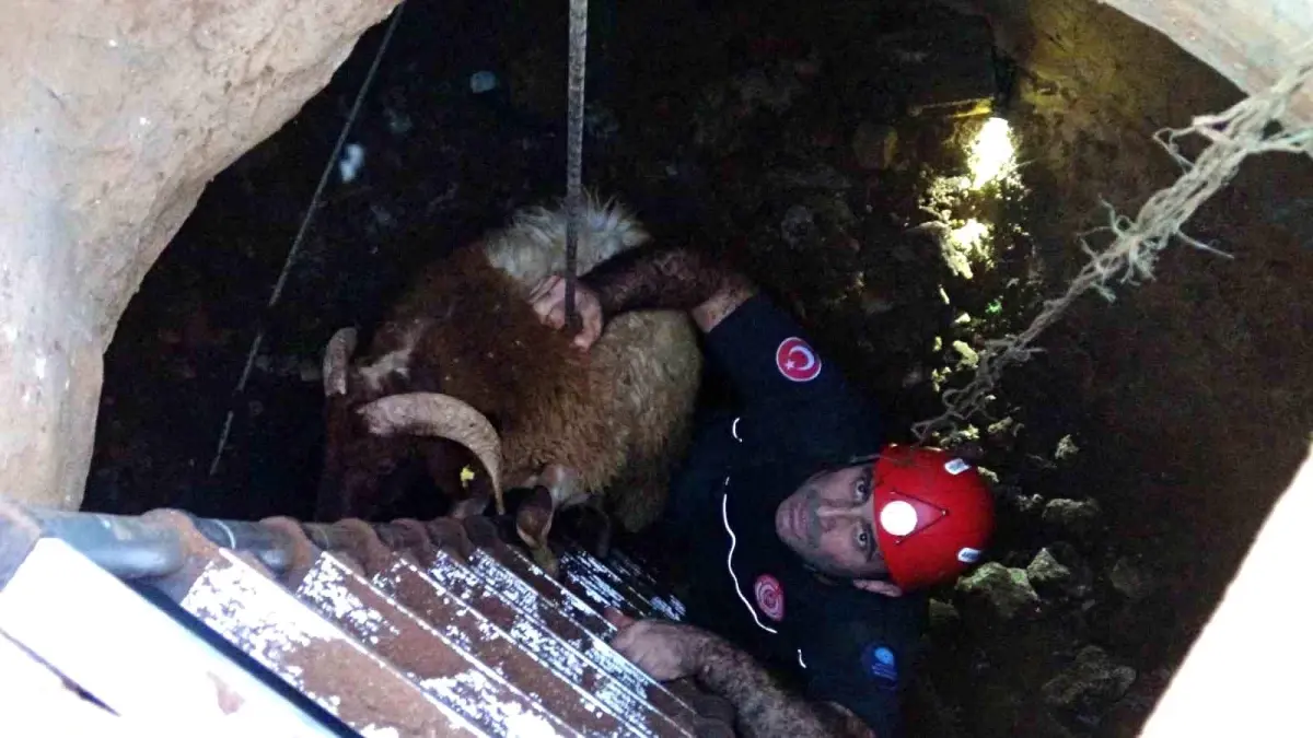 Seslerini küçük çocuk duydu, çalındı sanılan 2 koyun düştükleri 5 metrelik kuyudan kurtarıldı