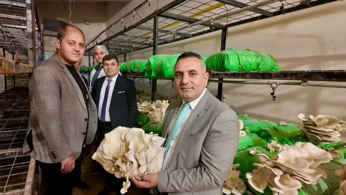 İstiridye Mantarının Hasadı Yapıldı