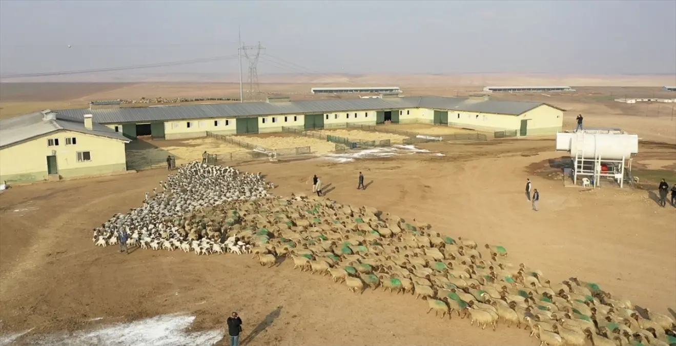 Ceylanpınar\'da 60 Bin Kuzu Dünyaya Geldi