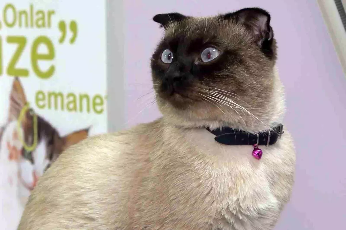 Mikroçip Zorunluluğu: Son Gün 31 Aralık