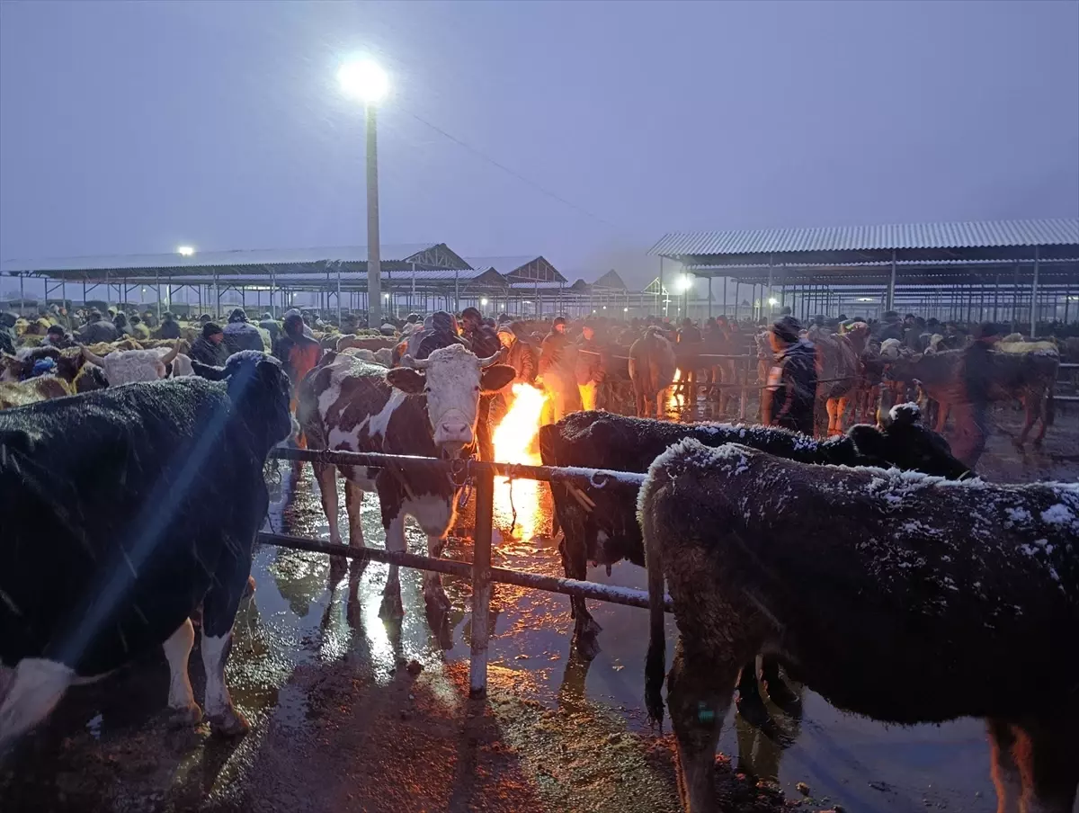 Şarkışla\'da Soğuk Havada Besiciler Zor Anlar Yaşıyor