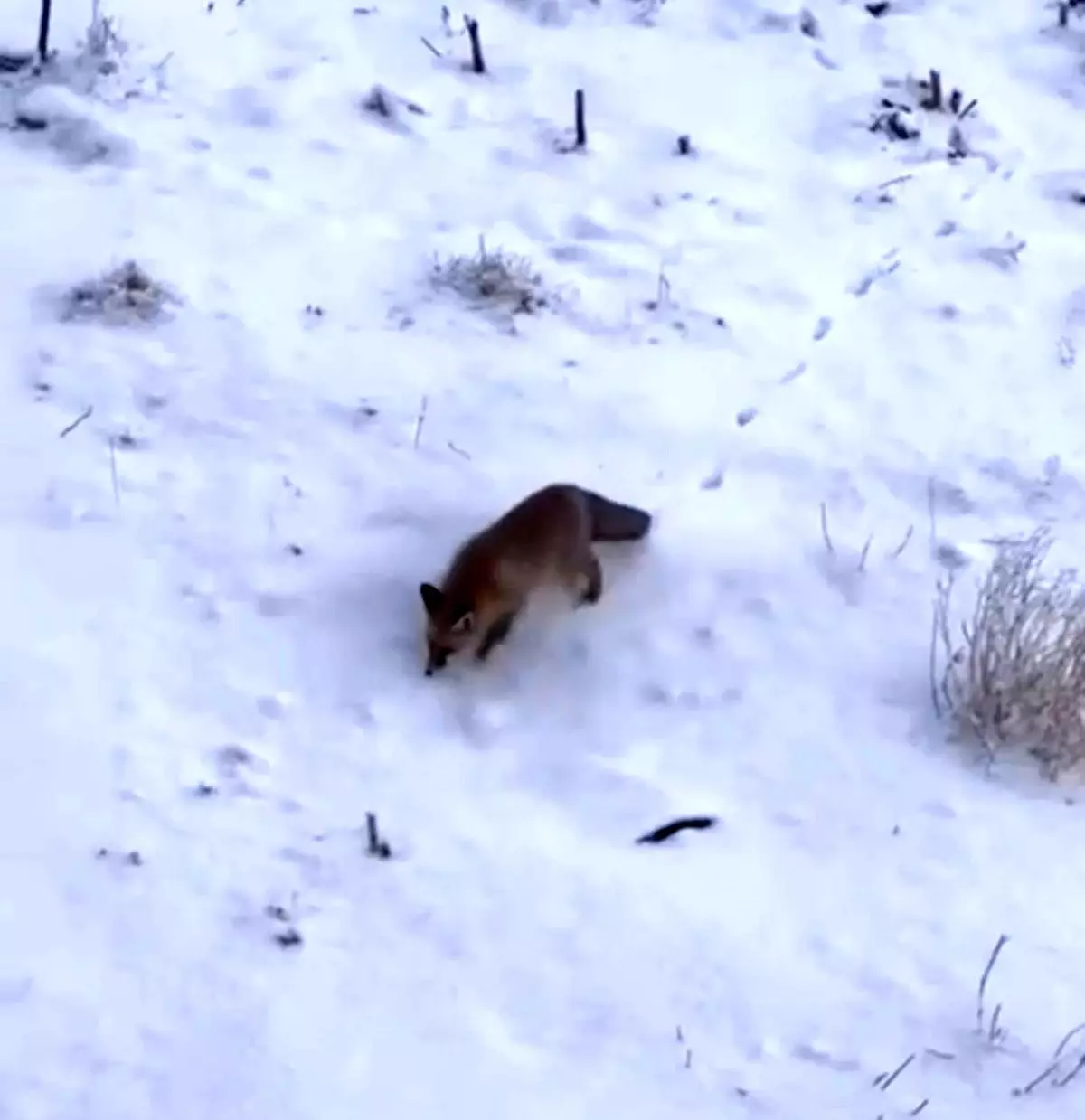 Ağrı\'da Aç Kalan Tilkiler Şehir Merkezine İndi