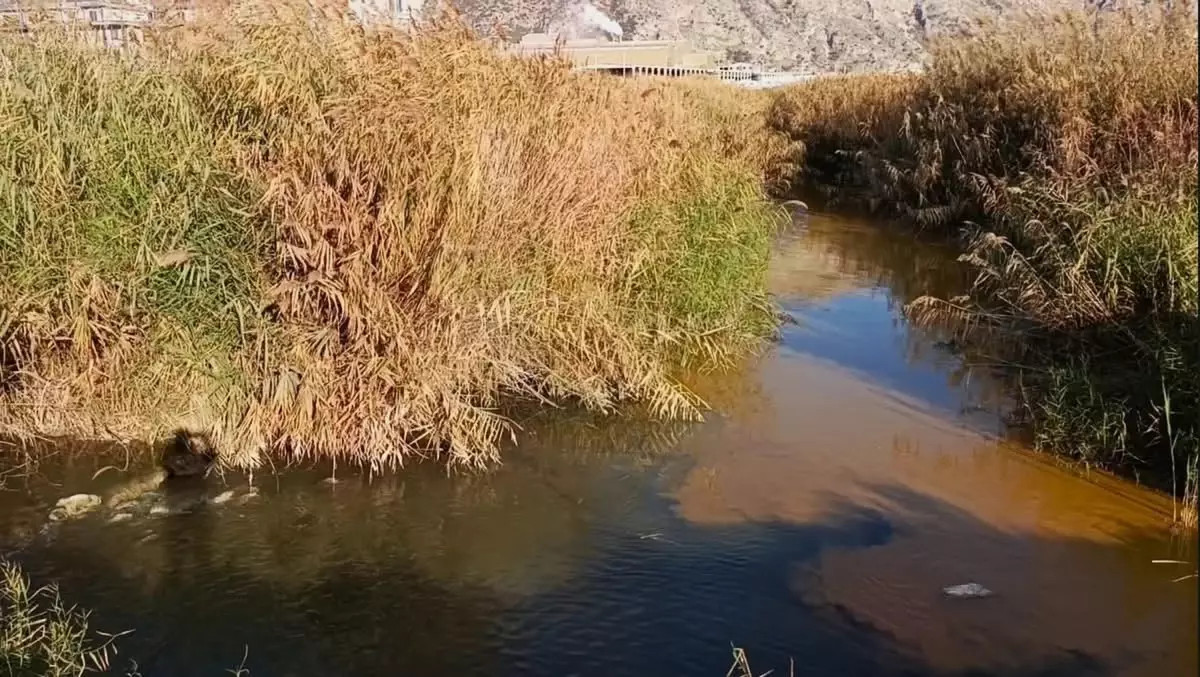 Büyük Menderes Nehri Kirliliği Büyüyor