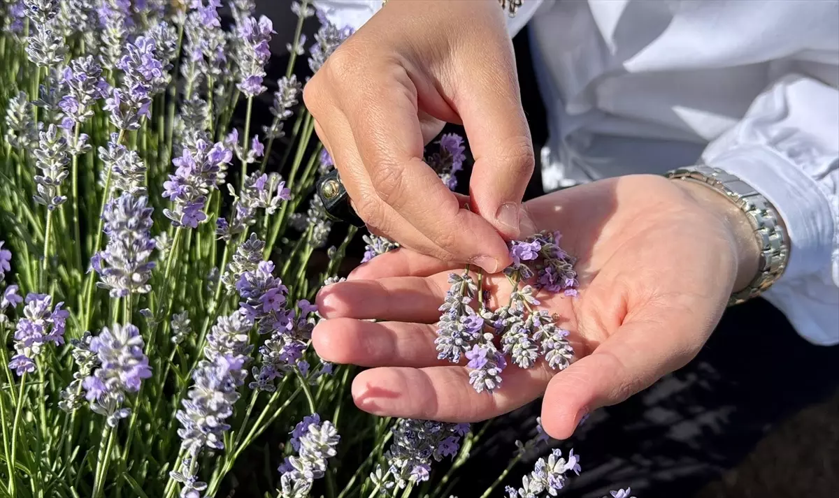 KAEÜ\'den Alternatif Tıbbi Bitkiler Projesi