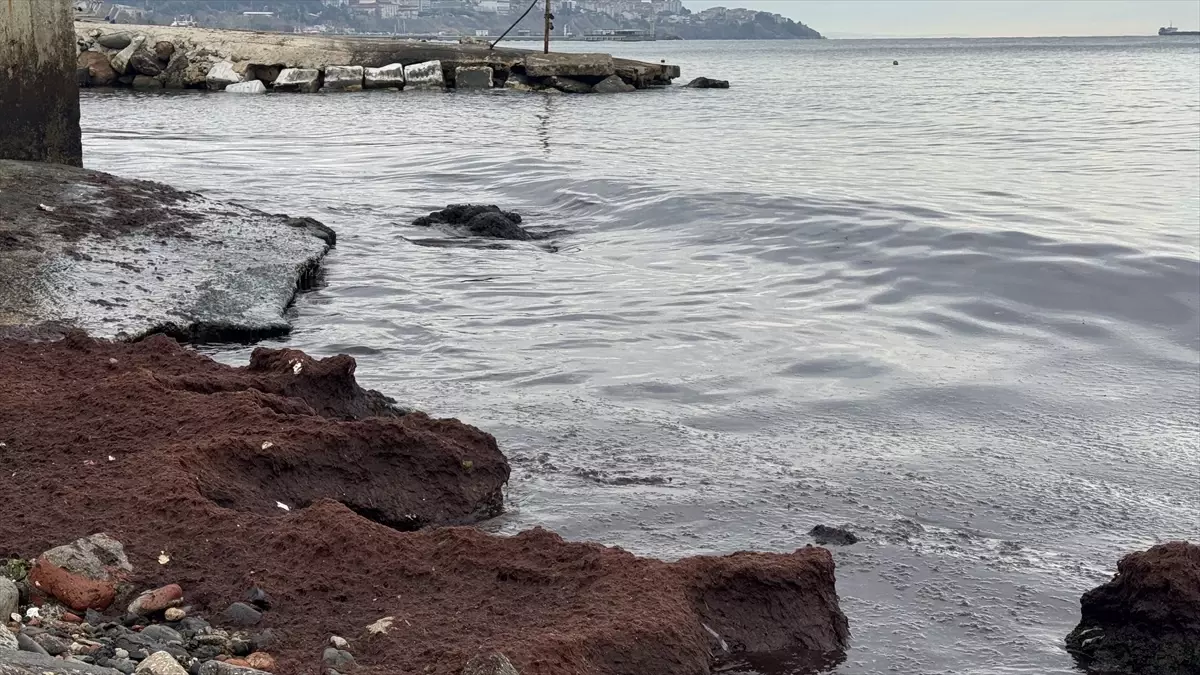 Tekirdağ Sahilinde Kırmızı Yosun Alarmı