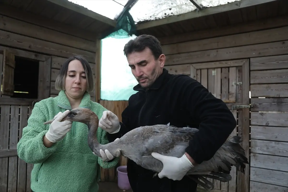 Yaralı Turna Yavrusu Tedavi Altında