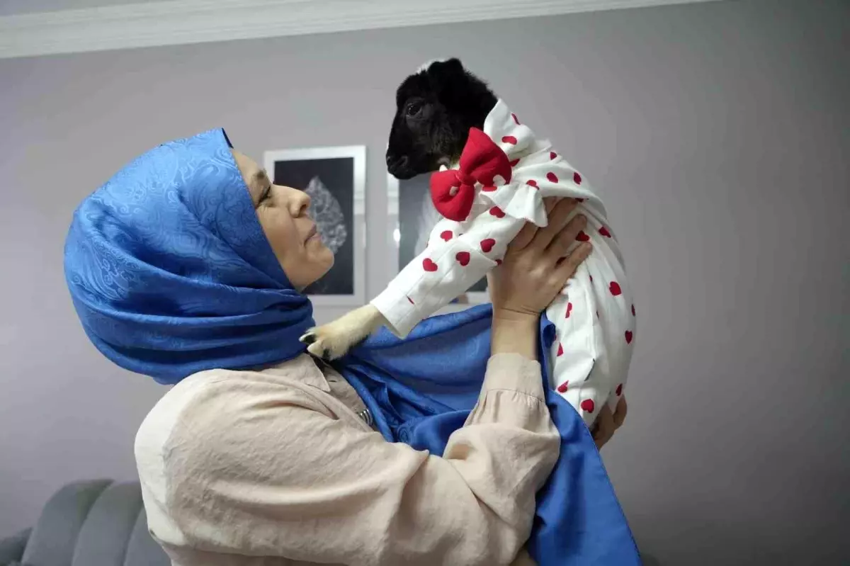 Kuzuya Anne Olma Hikayesi