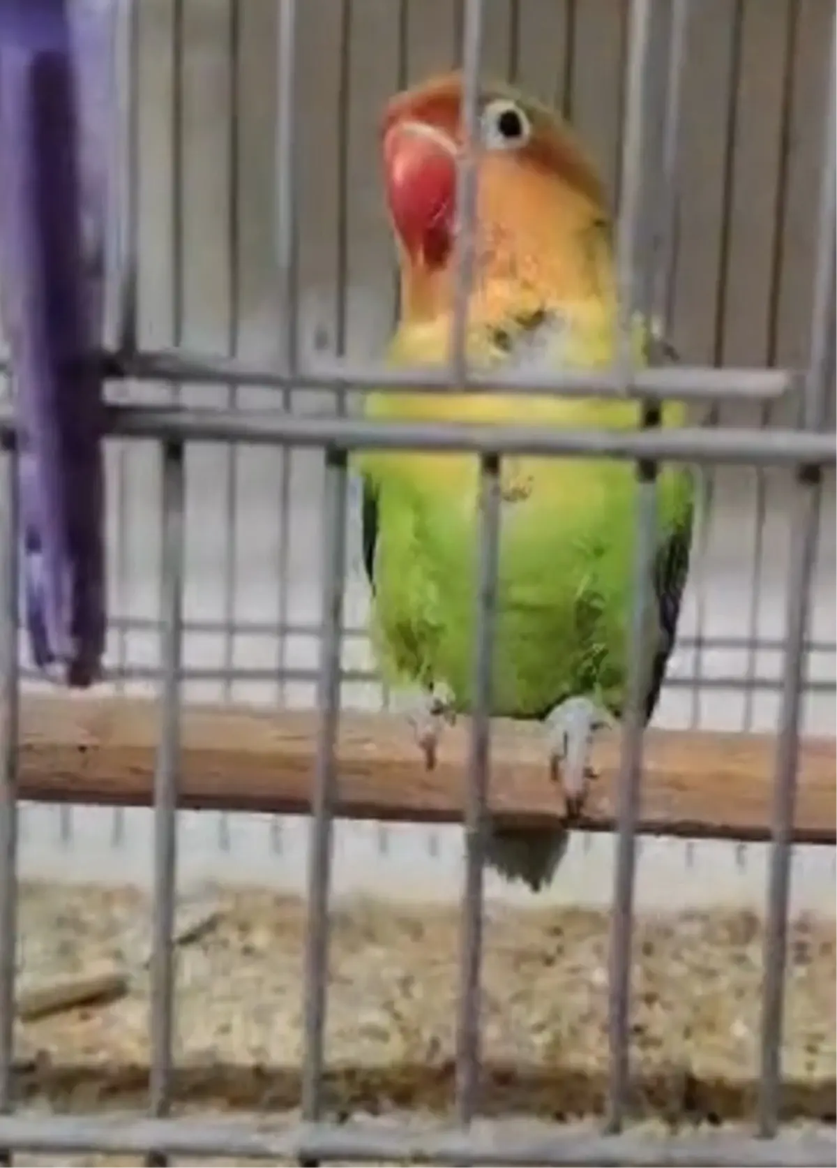 Çanakkale\'de 9 Papağan Ele Ge geçirildi