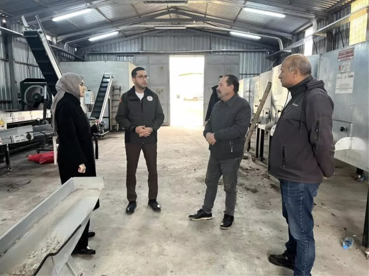 Ceviz Üretimi Gölpazarı\'nda Güçleniyor