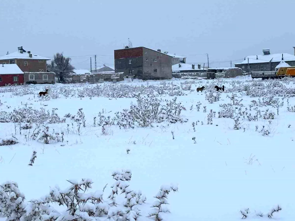 Diyadin\'de Başıboş Köpek Korkusu