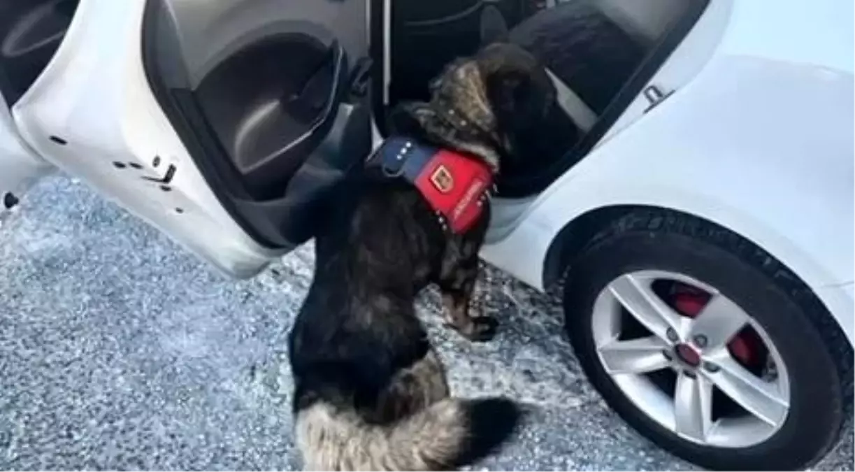 Muğla Jandarma\'nın Haftalık Denetim Faaliyetleri