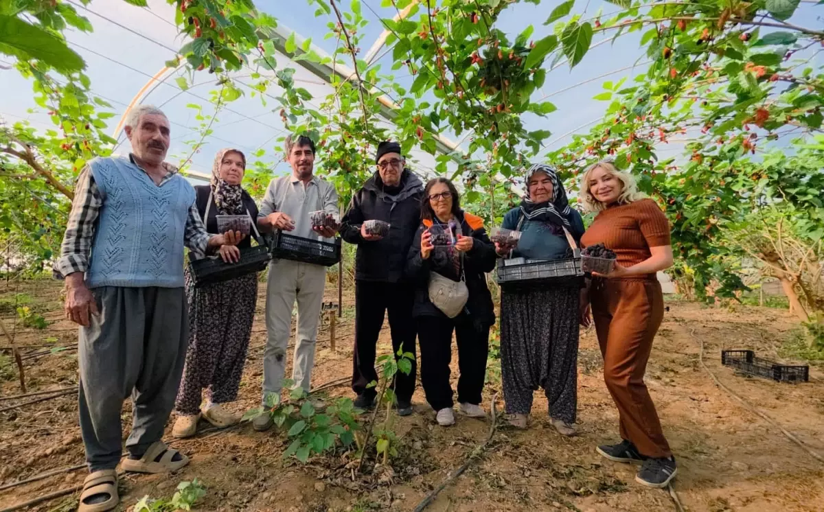 Silifke\'de Karadut Hasadı Başladı