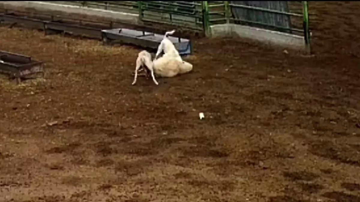 Sokak Köpekleri Koyunu Parçaladı