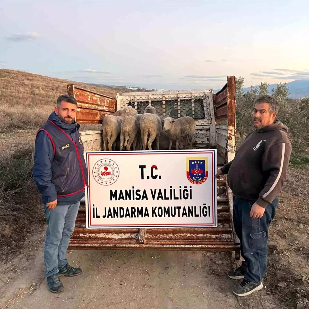 Çalınan Koyunlar Jandarma Tarafından Bulundu