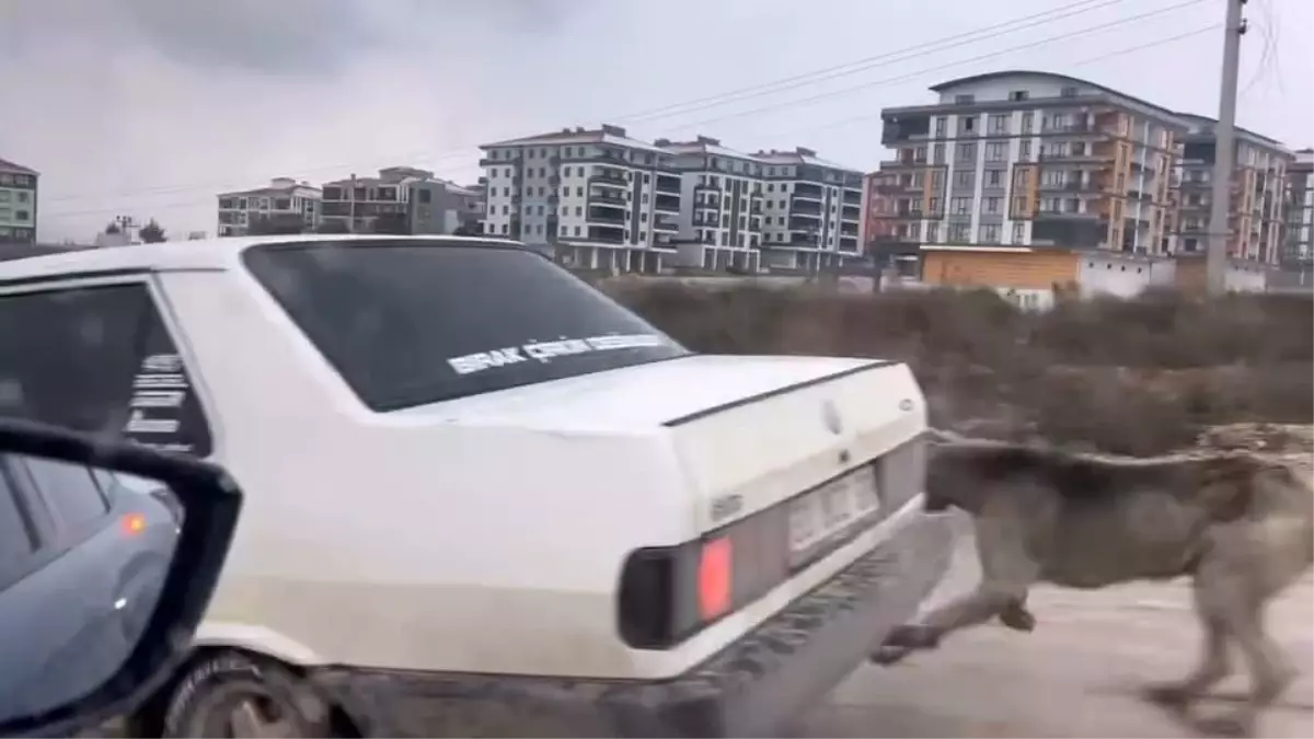 Köpek Araca Bağlandı, Tepkiler Üzerine Kurtarıldı