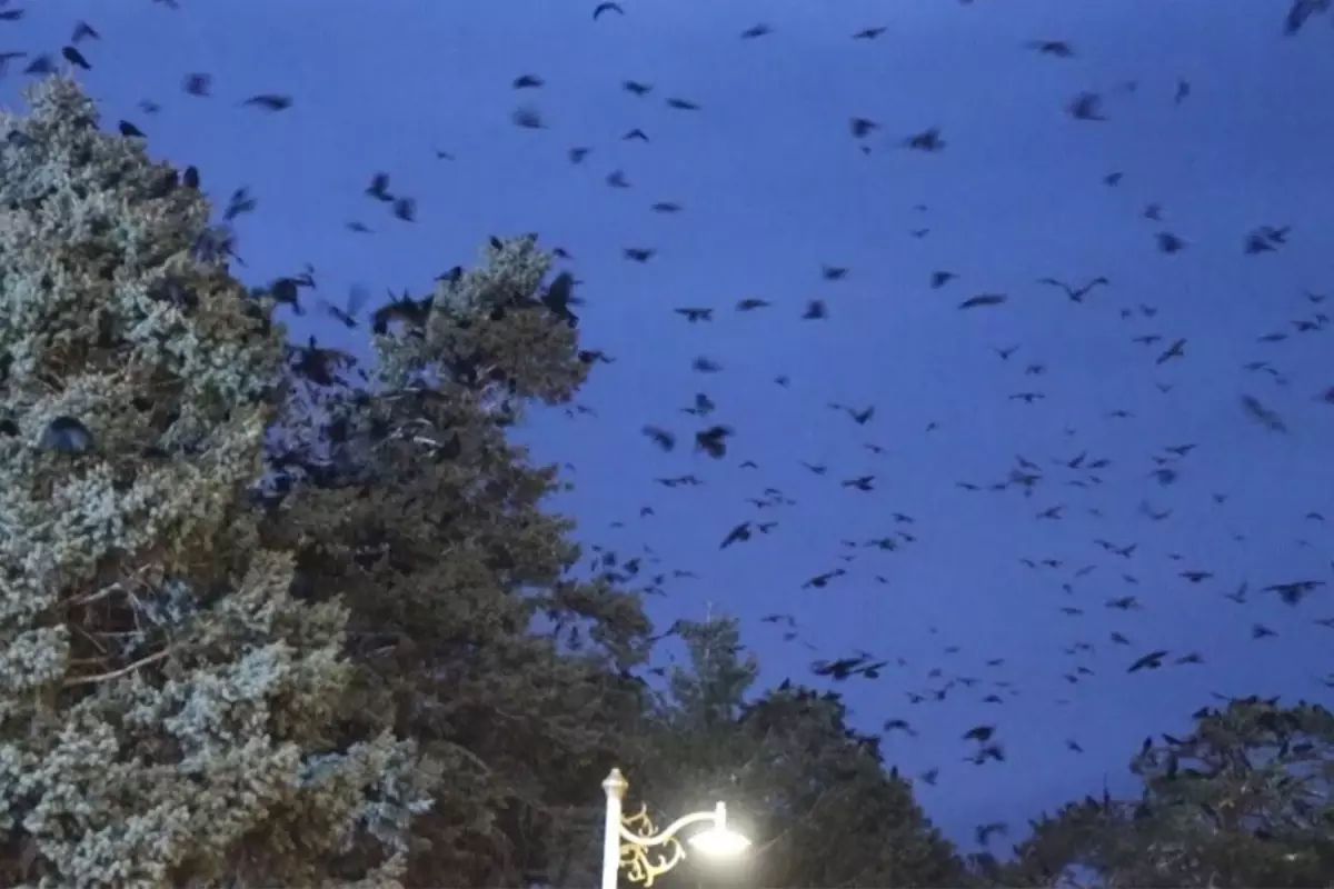 Erzincan'da kargalar sokakları sardı