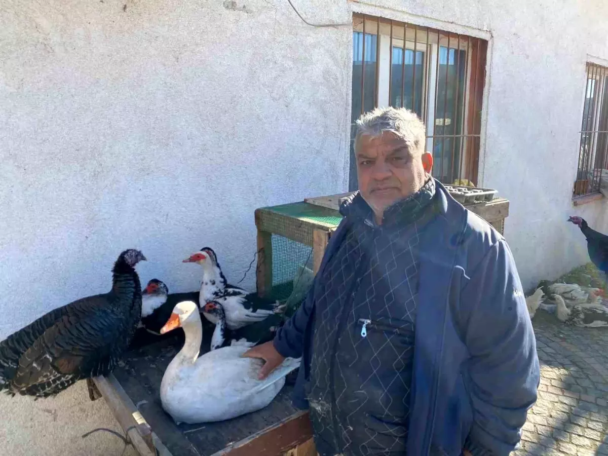Edirne\'de Kanatlı Hayvan Satışları Durgun