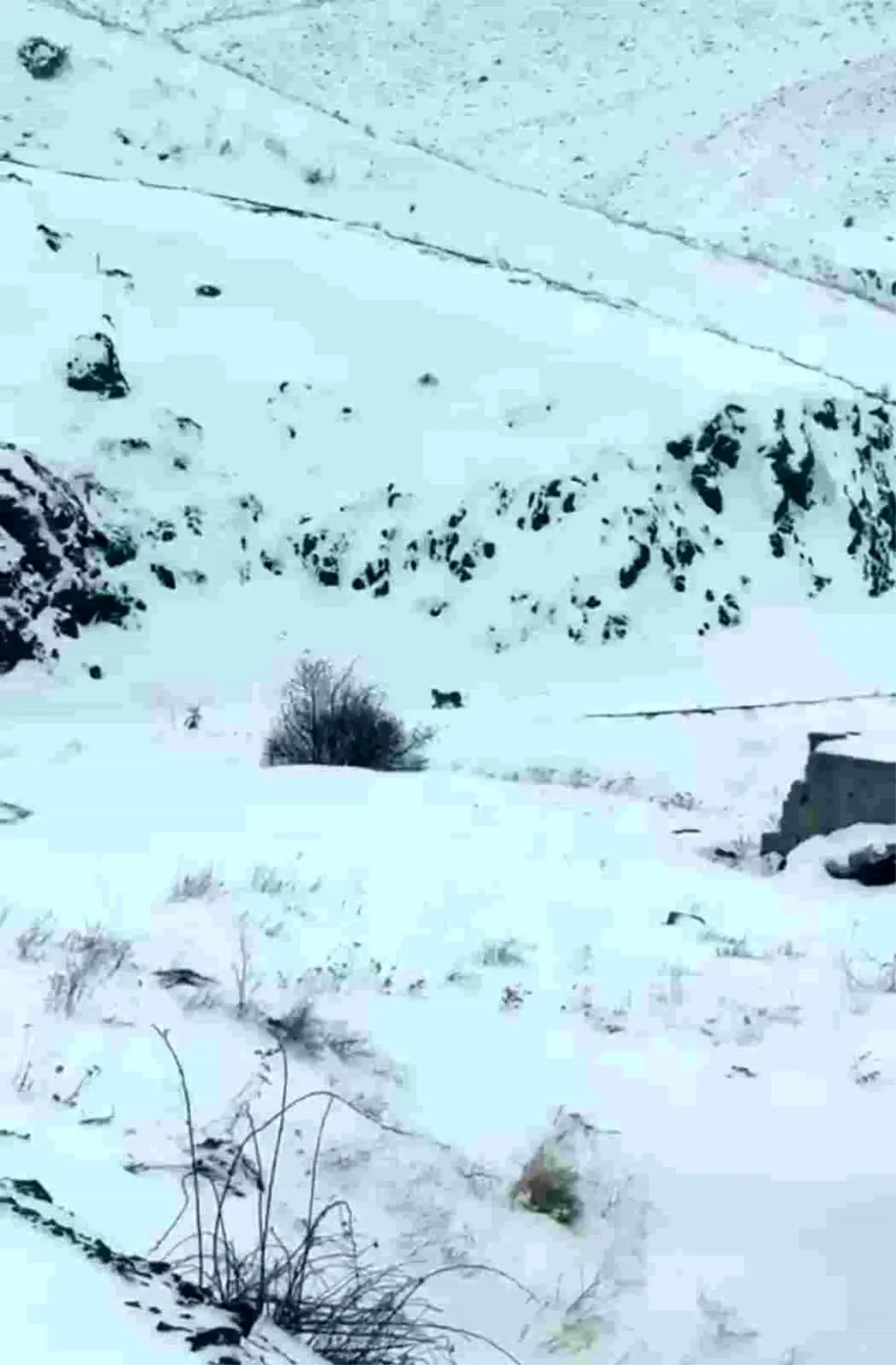 Iğdır\'da Vaşaklar Köye İndi