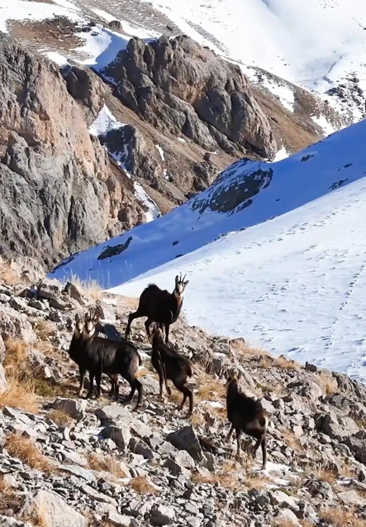 Munzur Dağları\'nda Yabani Hayvan Popülasyonu Artıyor