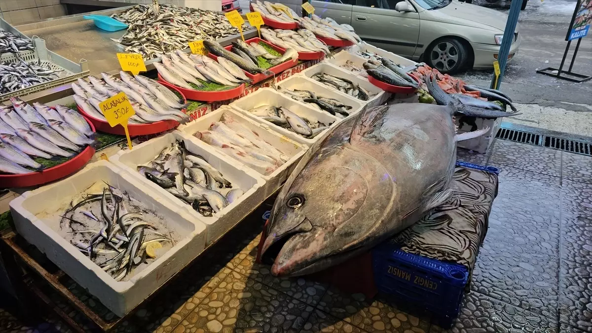 Erzincan\'da Dev Orkinos İlgi Odağı