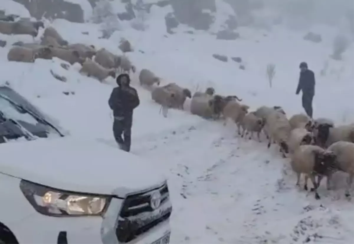 Besni\'de Kar Yağışı: Mahsur Çoban ve Hayvanlar Kurtarıldı