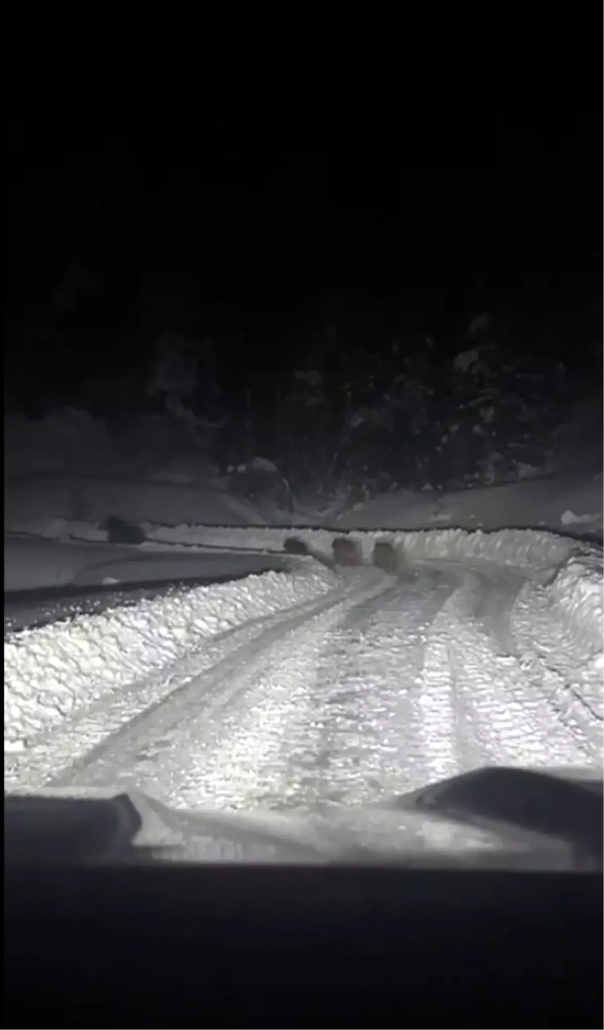 Çankırı\'da Ayı Ailesi Yol Çalışmasında