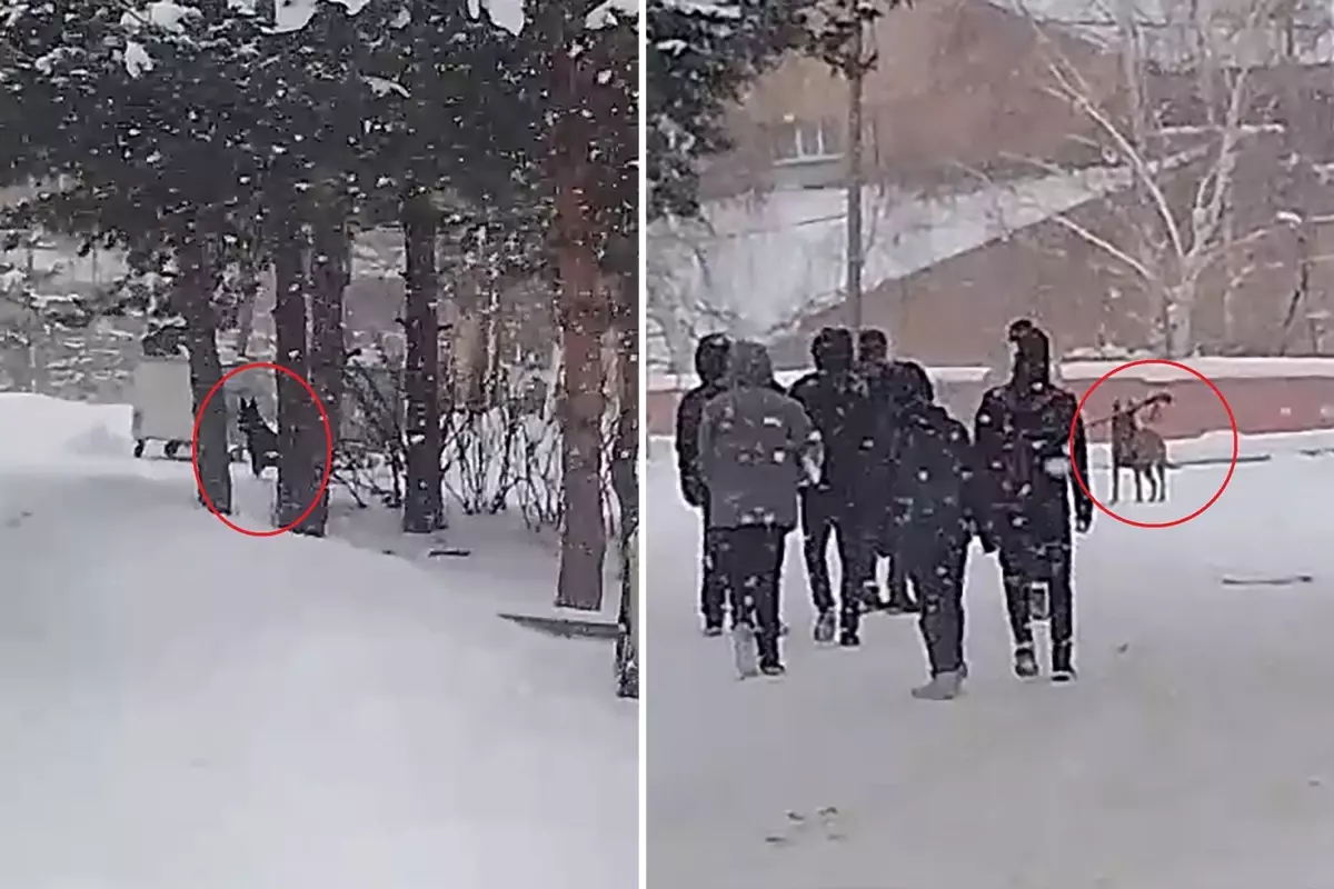 Erzurum'da Kurt Köpeği Saldırdı