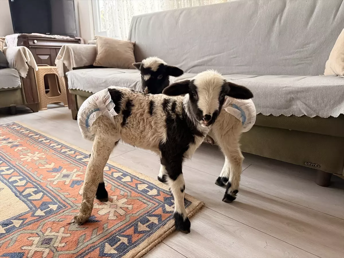 Çiftçi Evde Kuzu Bakıyor