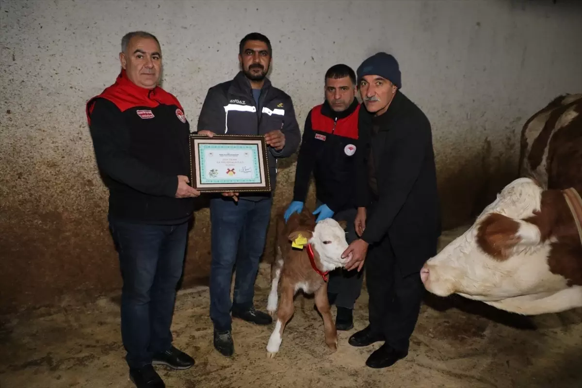 Yeni Yılın İlk Buzağısına Altın Hediye