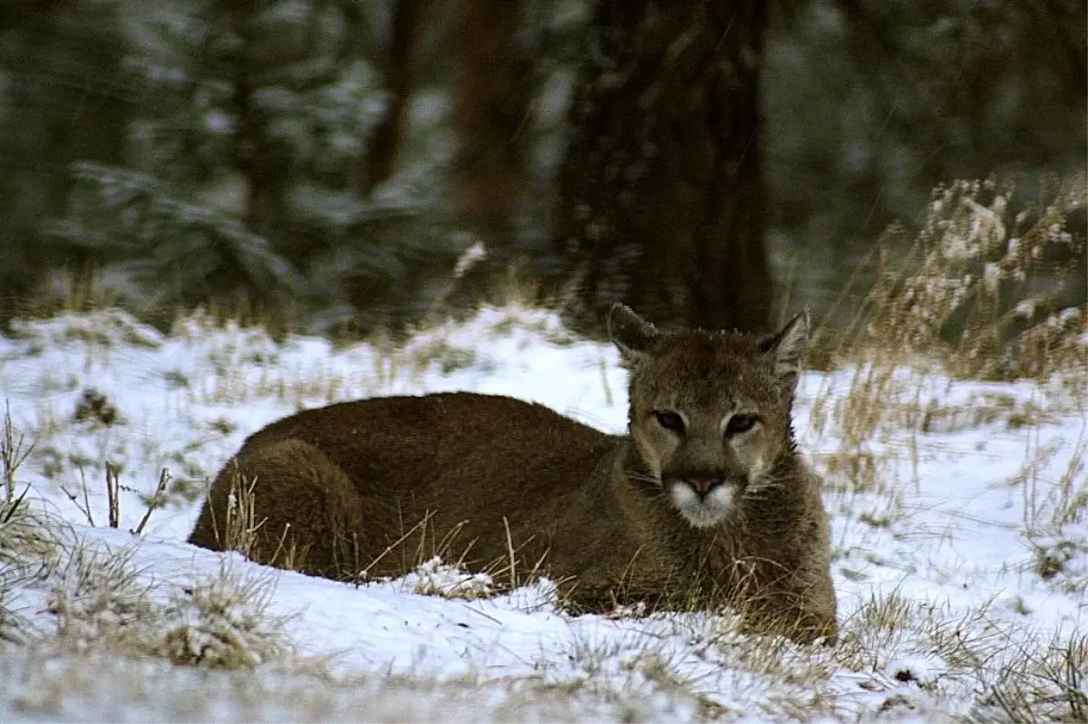 Puma Saldırısı: Colorado\'da Kadın Hayatını Kaybetti