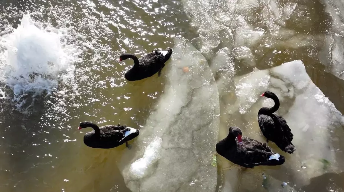 Ankara\'da Parklar Buzla Kaplandı