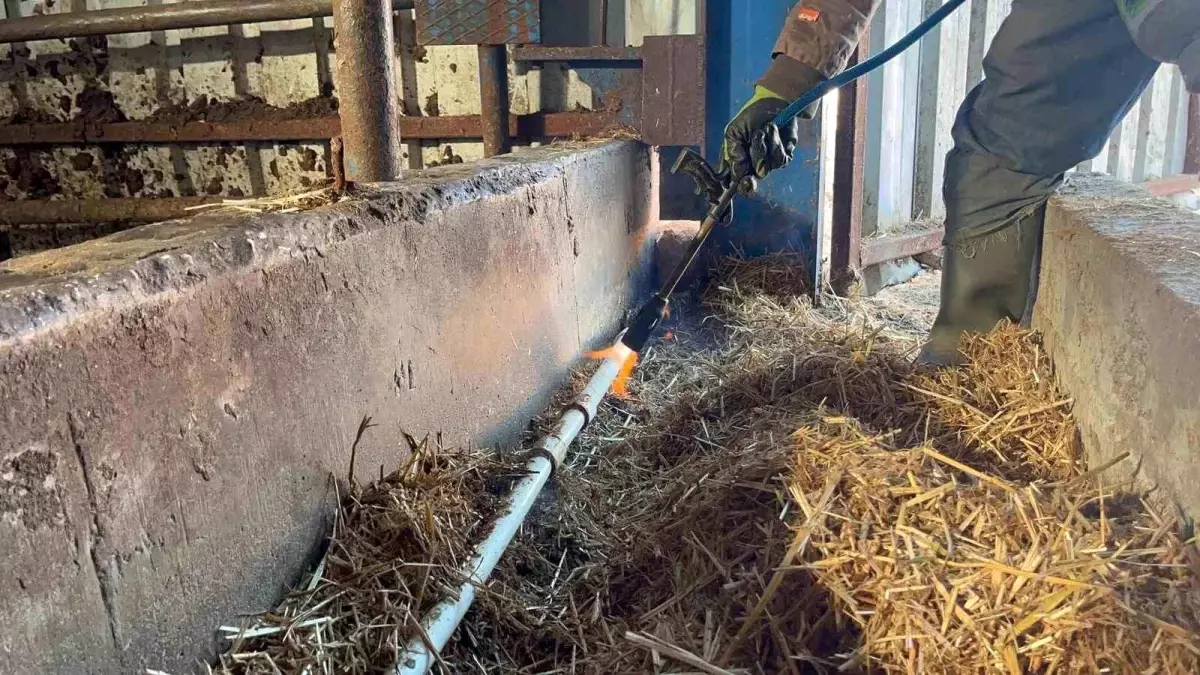 Eskişehir\'de Don Olayı Besicileri Zor Duruma Soktu