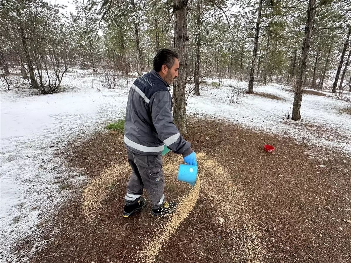 Çorum\'da Yaban Hayvanlarına Yem Bırakıldı