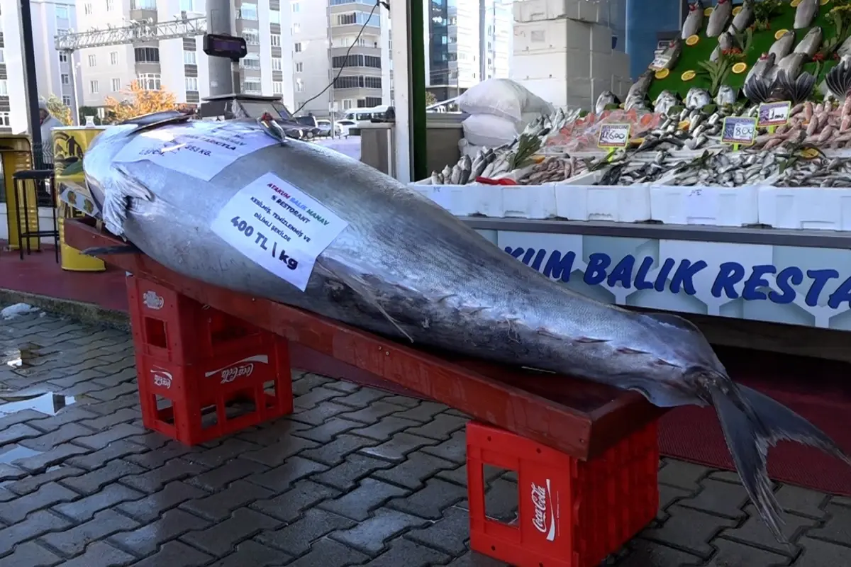 Düzce açıklarında bir gün sonra bu kez de 353 kiloluk orkinos yakalandı