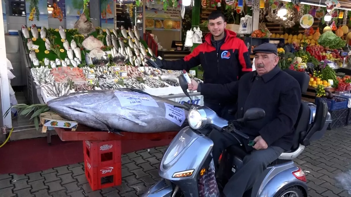 Düzce\'de Dev Orkinos Satışta