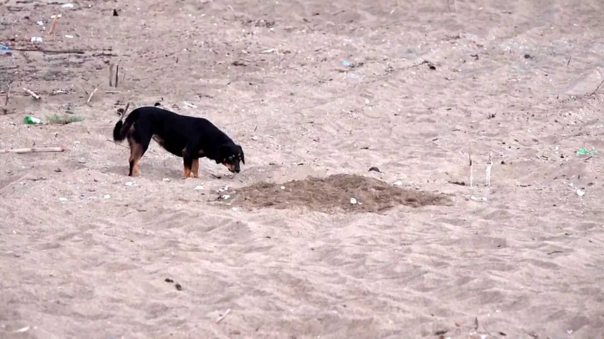 Antalya\'da Caretta Yuva Tahribatı