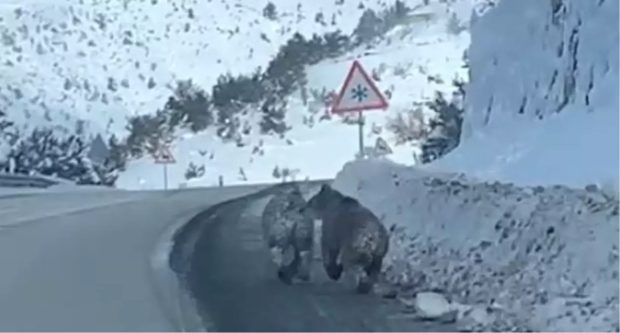 Kastamonu\'da Bozayılar Yolda Görüntülendi
