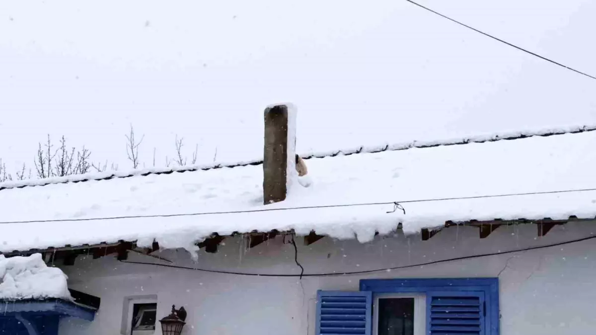 Karla kaplı çatıda mahsur kalan minik köpek kurtarıldı