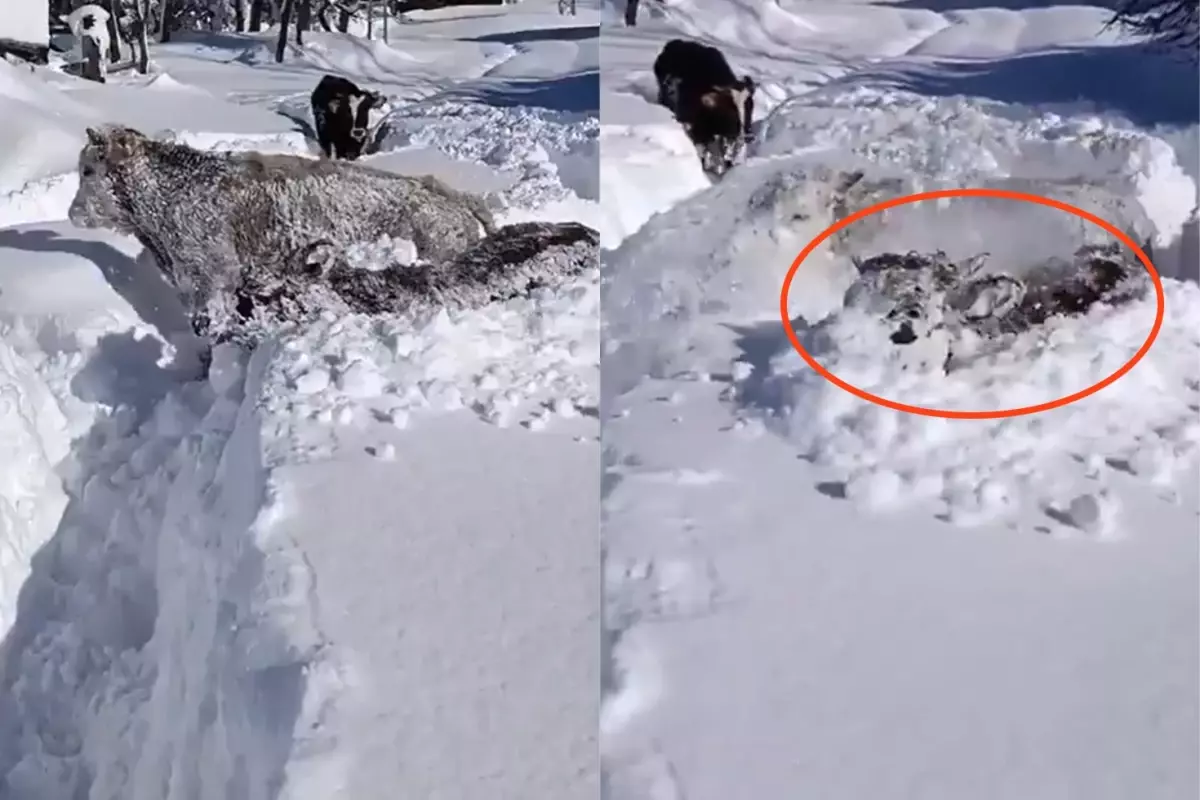 Kastamonu\'da ineklerin 1,5 metrelik karla mücadelesi