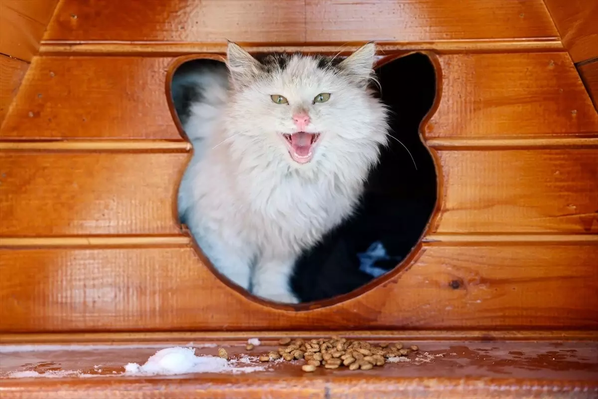 Sivas\'ta Sokak Kedilerine Destek