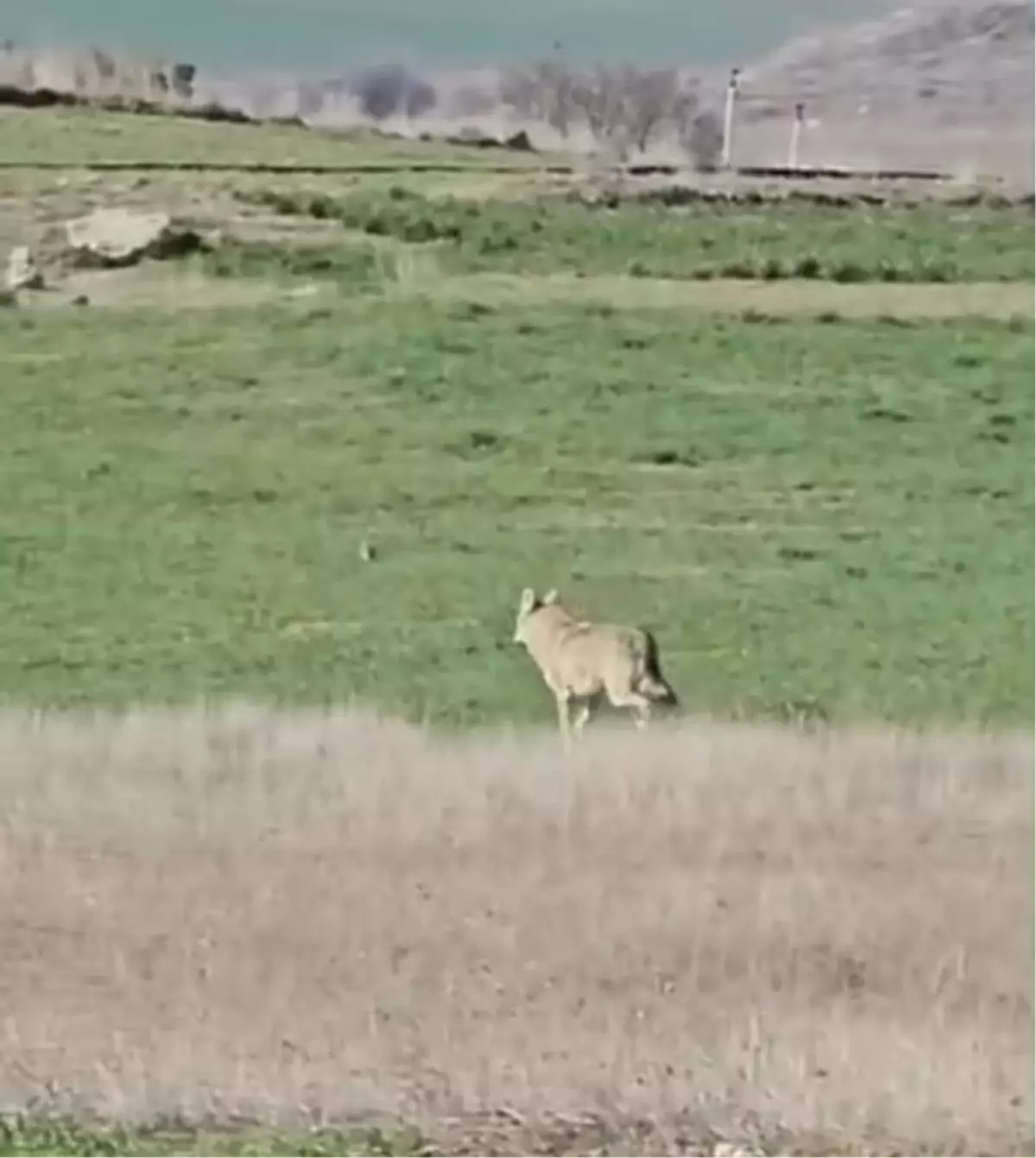 Beypazarı\'nda Tarım Tarlasına Kurt Girdi