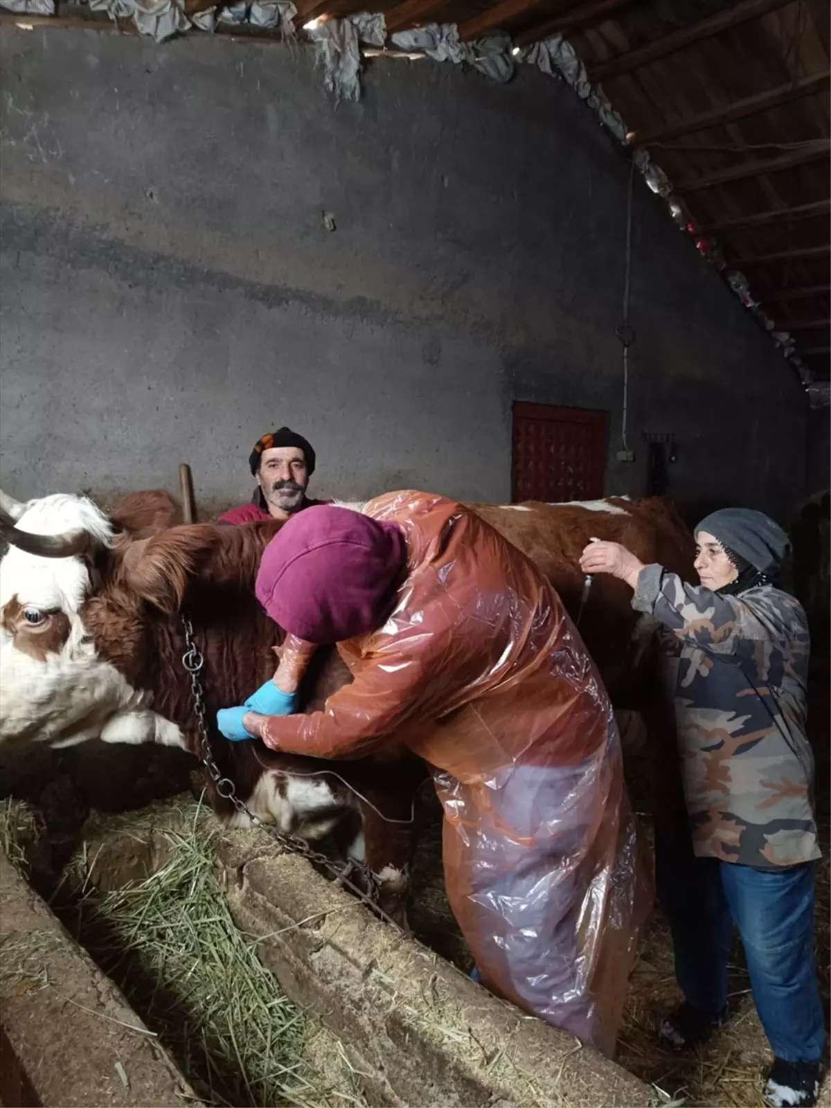 Hasta İnek İçin Zorlu Mücadele