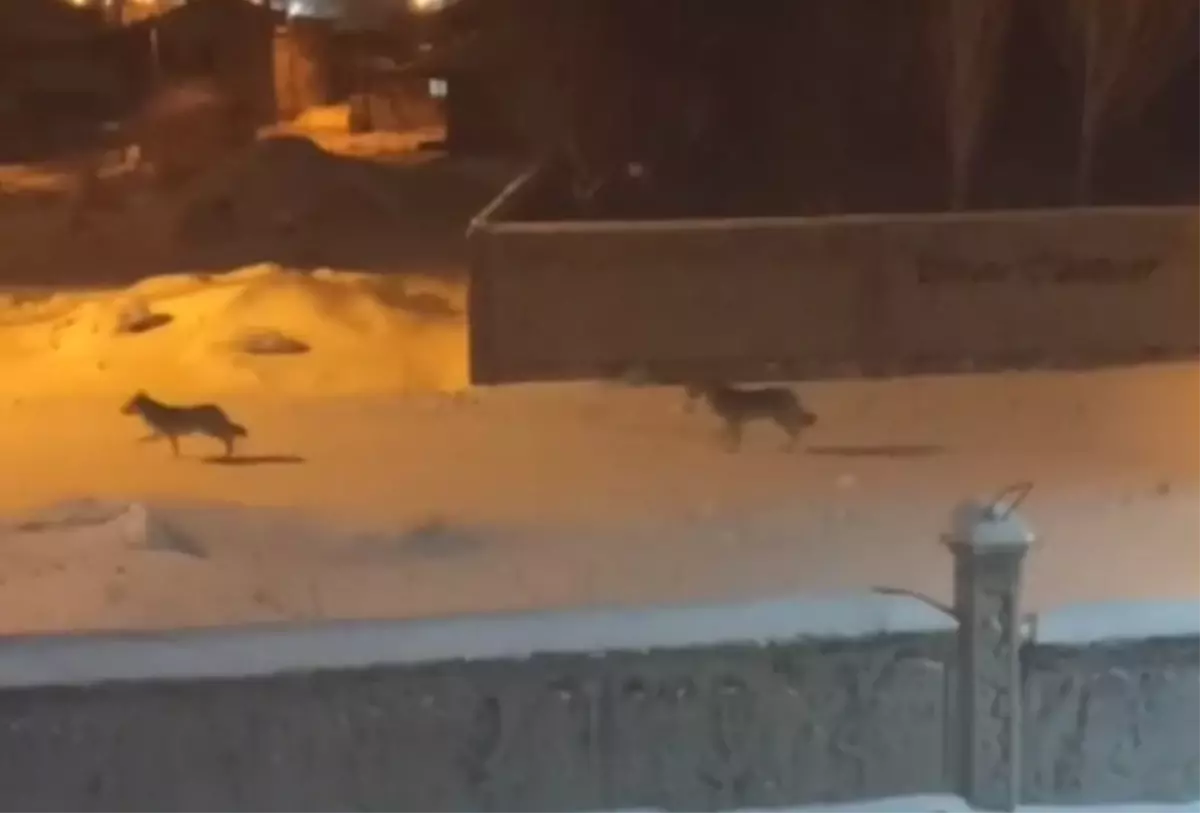 Kurtlar Başkale\'de Yiyecek Arıyor