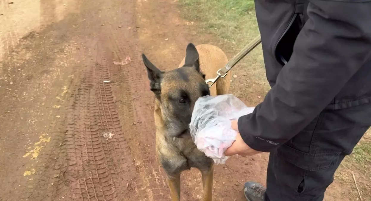 Elif Kumal\'ı Bulmak İçin 7. Gün