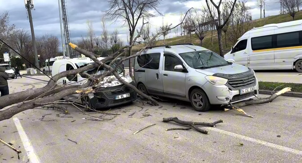 Bursa\'da Lodos Ağaçları Devrip Araçları Sıkıştırdı
