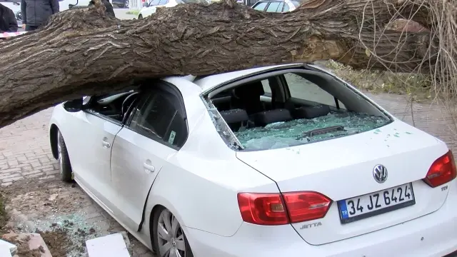 İstanbul'da lodos; ağaç 4 aracın üzerine devrildi