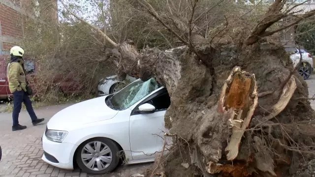 İstanbul'da lodos; ağaç 4 aracın üzerine devrildi