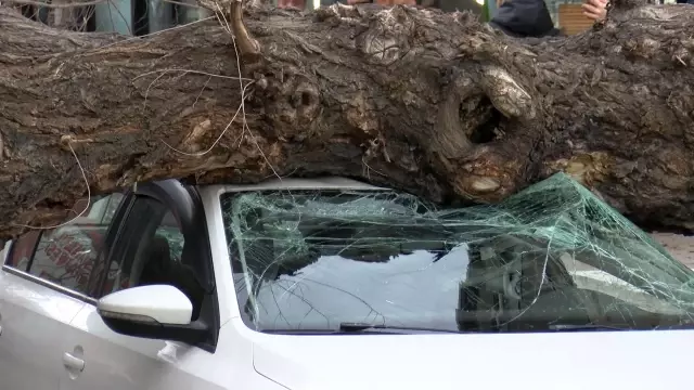İstanbul'da lodos; ağaç 4 aracın üzerine devrildi