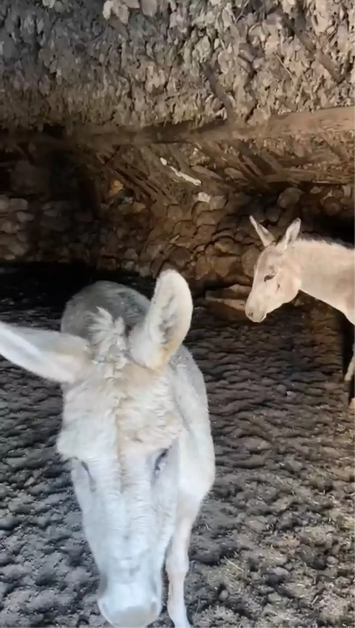 Muhtar Eşekleri Sahiplendi