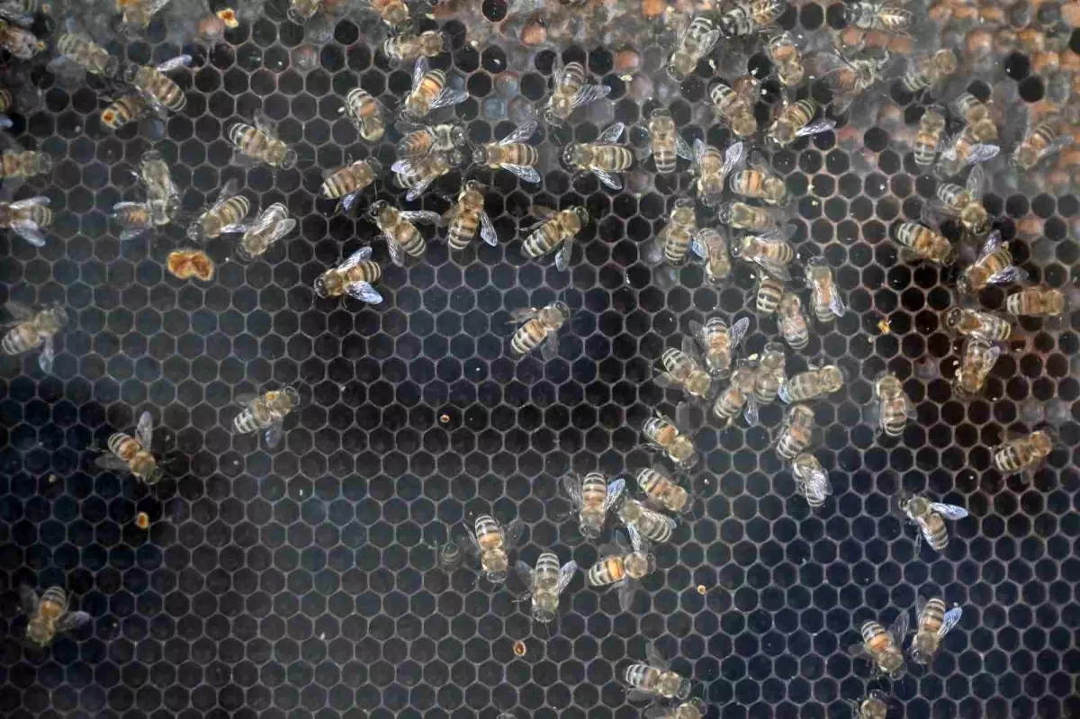 Manisa\'da Kırsal Kalkınmaya 144 Milyon TL Destek